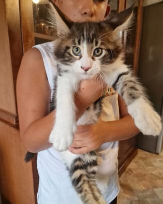 CUCCIOLO MAINE COON MASCHIO MARINA LAB