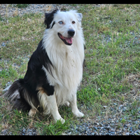 Cane Pastore australiano Australian sheperd