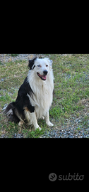 Cane Pastore australiano Australian sheperd