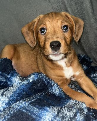Cucciolo staffypoo