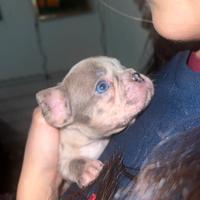 Bulldog francese merle