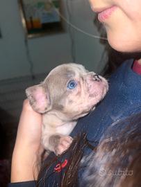 Bulldog francese merle