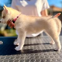 Cuccioli di Siberian Husky