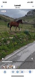 Giumenta