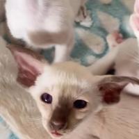 Siamese cucciolo gattino pura razza