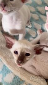 Siamese cucciolo gattino pura razza