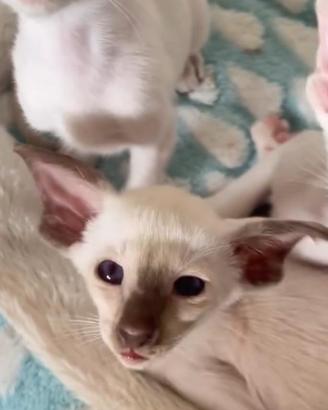 Siamese cucciolo gattino pura razza