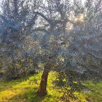 Albero d'ulivo