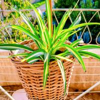 portavaso in paglia intrecciata