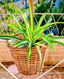 portavaso in paglia intrecciata