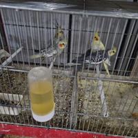 Pappagallo calopsite