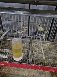 Pappagallo calopsite