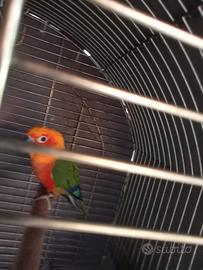 Uccelli