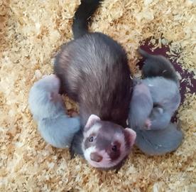 Furetti cuccioli