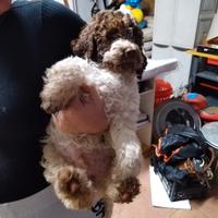 Lagotto romagnolo