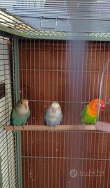 Inseparabili