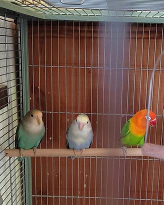 Inseparabili