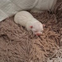 Chihuahua toy dolcissima