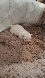 Chihuahua toy dolcissima