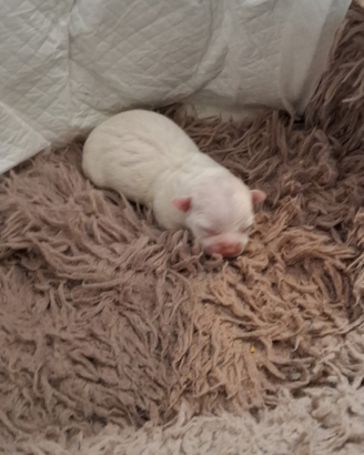 Chihuahua toy dolcissima