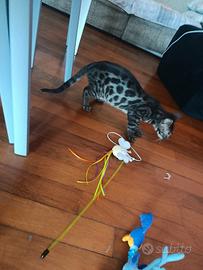 Gattino bengala maschio
