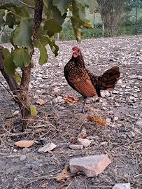 Gallo Sebright oro orlo nero