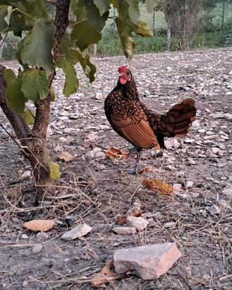 Gallo Sebright oro orlo nero