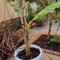 Pianta di banano 