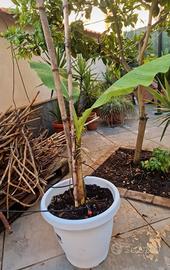 Pianta di banano 