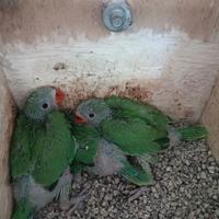 Parrocchetti dal collare