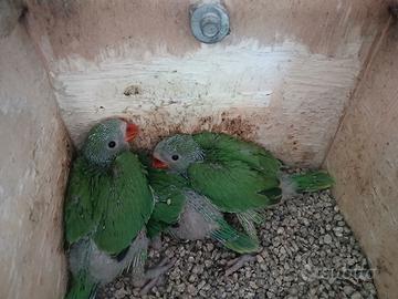 Parrocchetti dal collare