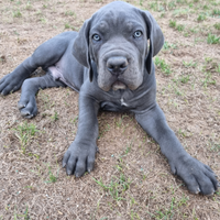 Cuccioli cane corso