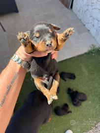 Cuccioli rottweiler incrocio