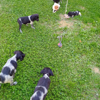 Cuccioli breton