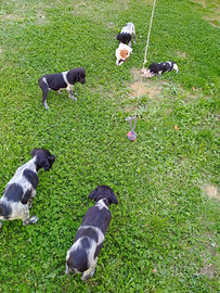 Cuccioli breton