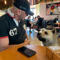 Max America Akita 6 anni intero