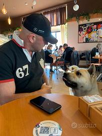 Max America Akita 6 anni intero