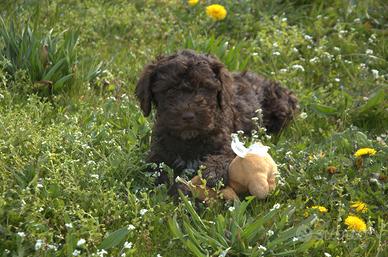 Lagotto Romagnolo con pedigree