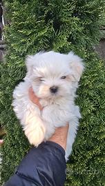 Maltese taglia piccola