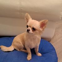 Due cuccioli maschi di chihuahua