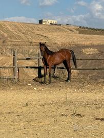 Puledra anglo araba