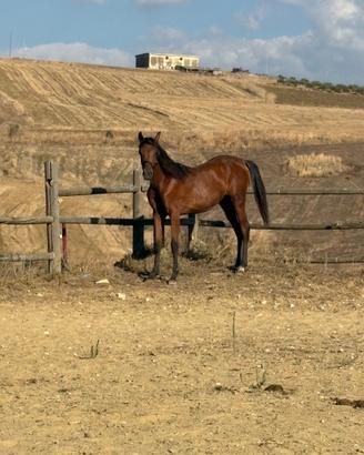 Puledra anglo araba