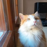 Horus