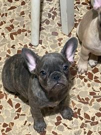 Bulldog francese