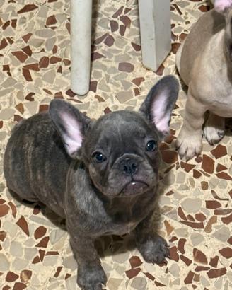 Bulldog francese