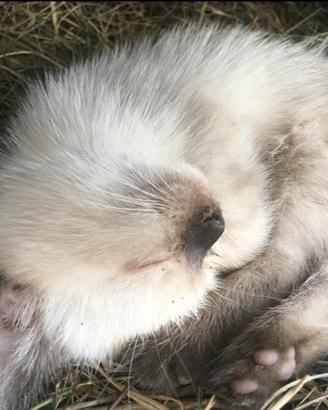 Cuccioli gattini siamesi