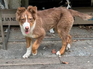 Cucciolo pastore australiano