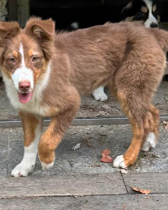 Cucciolo pastore australiano