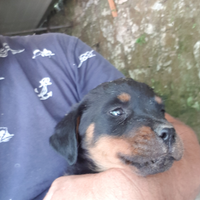 Rottweiler