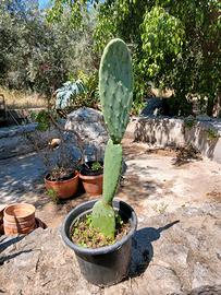 pianta FICO D'INDIA BIO SICILIANO 